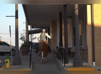 Caballo cuarto de milla, Caballo castrado, 13 años, 142 cm, Red Dun/Cervuno