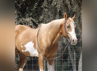 Caballo cuarto de milla, Caballo castrado, 13 años, 145 cm, Overo-todas las-capas