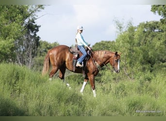 Caballo cuarto de milla, Caballo castrado, 13 años, 147 cm, Alazán-tostado