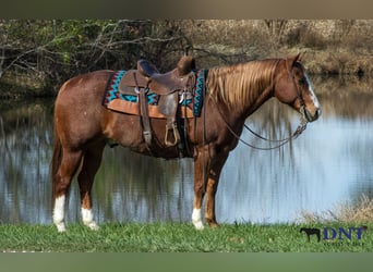 Caballo cuarto de milla, Caballo castrado, 13 años, 147 cm, Alazán-tostado