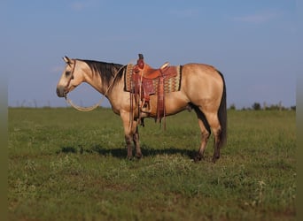 Caballo cuarto de milla, Caballo castrado, 13 años, 147 cm, Buckskin/Bayo