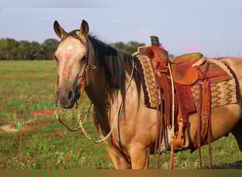Caballo cuarto de milla, Caballo castrado, 13 años, 147 cm, Buckskin/Bayo