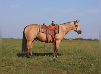 Caballo cuarto de milla, Caballo castrado, 13 años, 147 cm, Buckskin/Bayo