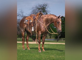 Caballo cuarto de milla, Caballo castrado, 13 años, 147 cm, Ruano alazán