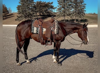 Caballo cuarto de milla, Caballo castrado, 13 años, 150 cm, Castaño rojizo