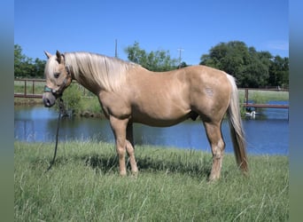 Caballo cuarto de milla, Caballo castrado, 13 años, 150 cm, Palomino