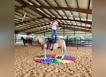 Caballo cuarto de milla, Caballo castrado, 13 años, 150 cm, Palomino