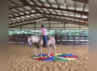 Caballo cuarto de milla, Caballo castrado, 13 años, 150 cm, Palomino