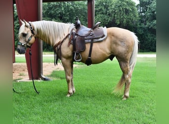 Caballo cuarto de milla, Caballo castrado, 13 años, 150 cm, Palomino