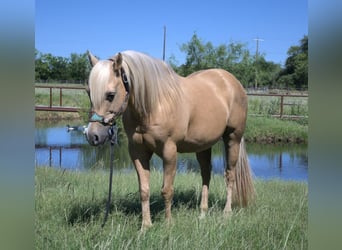 Caballo cuarto de milla, Caballo castrado, 13 años, 150 cm, Palomino