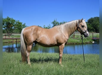 Caballo cuarto de milla, Caballo castrado, 13 años, 150 cm, Palomino