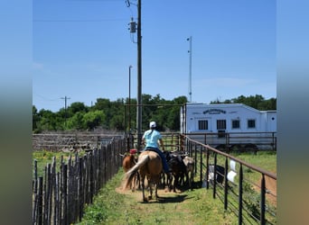 Caballo cuarto de milla, Caballo castrado, 13 años, 150 cm, Palomino