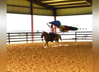 Caballo cuarto de milla, Caballo castrado, 13 años, 150 cm, Palomino