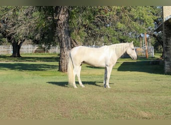 Caballo cuarto de milla, Caballo castrado, 13 años, 150 cm, Palomino