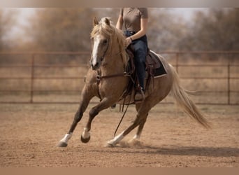 Caballo cuarto de milla, Caballo castrado, 13 años, 150 cm, Palomino