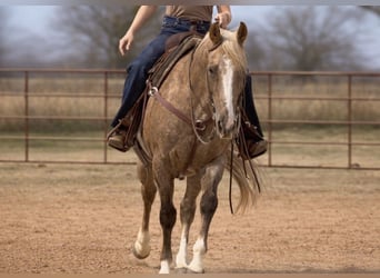 Caballo cuarto de milla, Caballo castrado, 13 años, 150 cm, Palomino