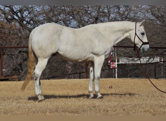 Caballo cuarto de milla, Caballo castrado, 13 años, 150 cm, Tordo
