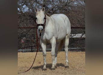Caballo cuarto de milla, Caballo castrado, 13 años, 150 cm, Tordo