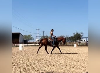 Caballo cuarto de milla, Caballo castrado, 13 años, 152 cm, Alazán rojizo
