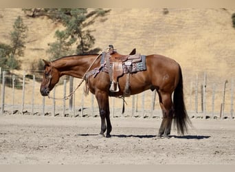 Caballo cuarto de milla, Caballo castrado, 13 años, 152 cm, Bayo