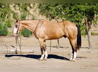 Caballo cuarto de milla, Caballo castrado, 13 años, 152 cm, Buckskin/Bayo