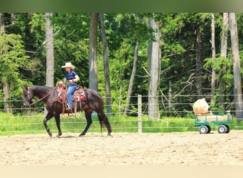 Caballo cuarto de milla Mestizo, Caballo castrado, 13 años, 152 cm, Castaño
