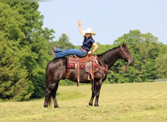Caballo cuarto de milla Mestizo, Caballo castrado, 13 años, 152 cm, Castaño