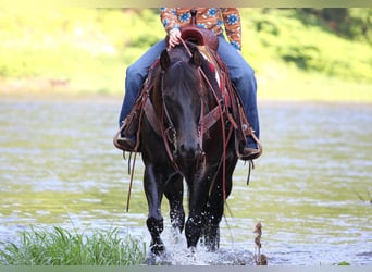 Caballo cuarto de milla Mestizo, Caballo castrado, 13 años, 152 cm, Castaño