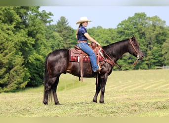 Caballo cuarto de milla Mestizo, Caballo castrado, 13 años, 152 cm, Castaño