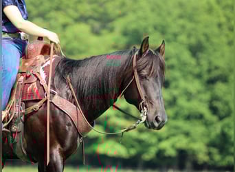 Caballo cuarto de milla Mestizo, Caballo castrado, 13 años, 152 cm, Castaño