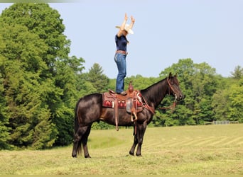 Caballo cuarto de milla Mestizo, Caballo castrado, 13 años, 152 cm, Castaño