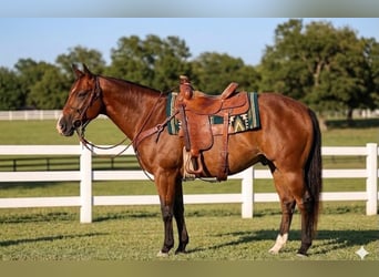 Caballo cuarto de milla, Caballo castrado, 13 años, 152 cm, Castaño rojizo