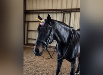 Caballo cuarto de milla, Caballo castrado, 13 años, 152 cm, Castaño-ruano