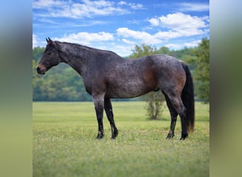 Caballo cuarto de milla, Caballo castrado, 13 años, 152 cm, Castaño-ruano