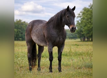 Caballo cuarto de milla, Caballo castrado, 13 años, 152 cm, Castaño-ruano