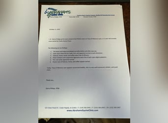 Caballo cuarto de milla, Caballo castrado, 13 años, 152 cm, Cremello