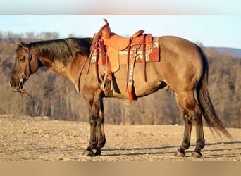 Caballo cuarto de milla, Caballo castrado, 13 años, 152 cm, Grullo