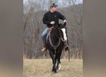 Caballo cuarto de milla, Caballo castrado, 13 años, 152 cm, Overo-todas las-capas