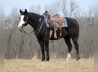 Caballo cuarto de milla, Caballo castrado, 13 años, 152 cm, Overo-todas las-capas