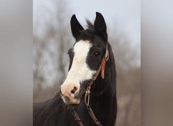 Caballo cuarto de milla, Caballo castrado, 13 años, 152 cm, Overo-todas las-capas