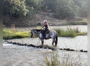 Caballo cuarto de milla, Caballo castrado, 13 años, 152 cm, Overo-todas las-capas