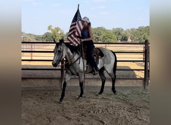 Caballo cuarto de milla, Caballo castrado, 13 años, 152 cm, Overo-todas las-capas