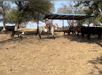 Caballo cuarto de milla, Caballo castrado, 13 años, 152 cm, Overo-todas las-capas