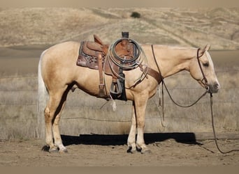 Caballo cuarto de milla, Caballo castrado, 13 años, 152 cm, Palomino