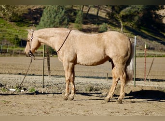 Caballo cuarto de milla, Caballo castrado, 13 años, 152 cm, Palomino