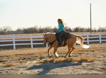 Caballo cuarto de milla, Caballo castrado, 13 años, 152 cm, Palomino