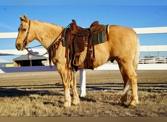 Caballo cuarto de milla, Caballo castrado, 13 años, 152 cm, Palomino