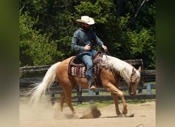 Caballo cuarto de milla, Caballo castrado, 13 años, 152 cm, Palomino