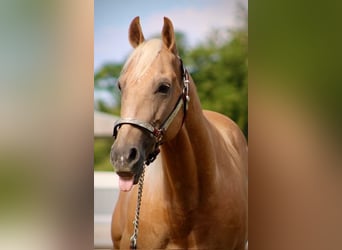 Caballo cuarto de milla, Caballo castrado, 13 años, 152 cm, Palomino