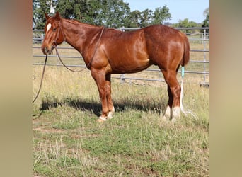 Caballo cuarto de milla, Caballo castrado, 13 años, 152 cm, Ruano alazán
